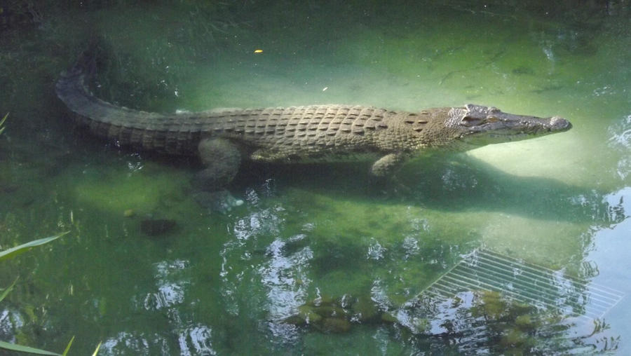 Crocodile