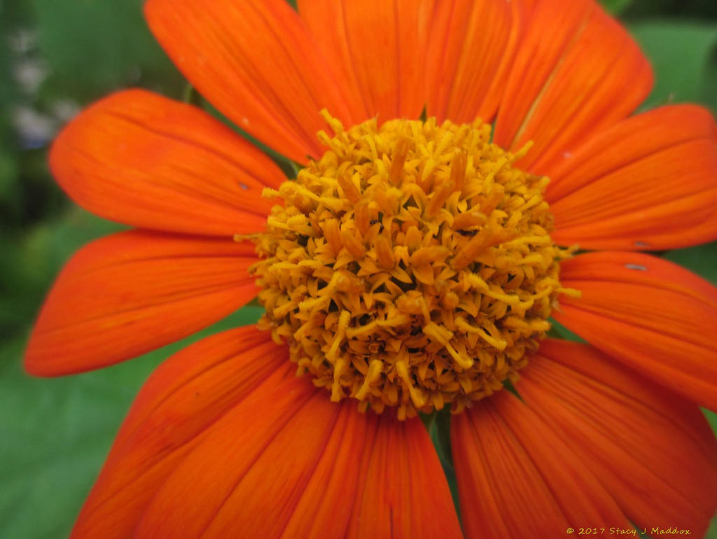 Mexican Sunflower ~ Tithonia