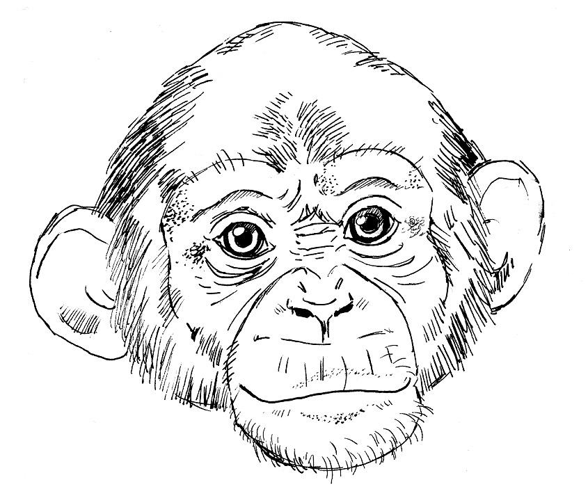 Рисунок макаки. Обезьяна набросок. Обезьяна рисунок карандашом. Мордочка обезьянки. Морда обезьяны рисунок.