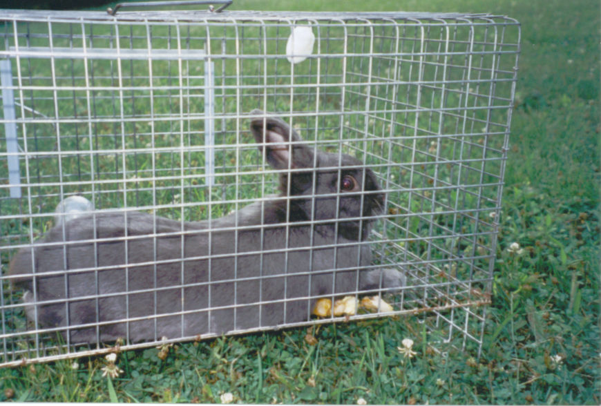 Ashley Abbit Rabbit Taylor F2 by BrookeImagination on DeviantArt