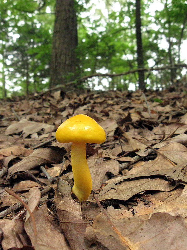 Little Yellow Mushroom by Dot-Desperation