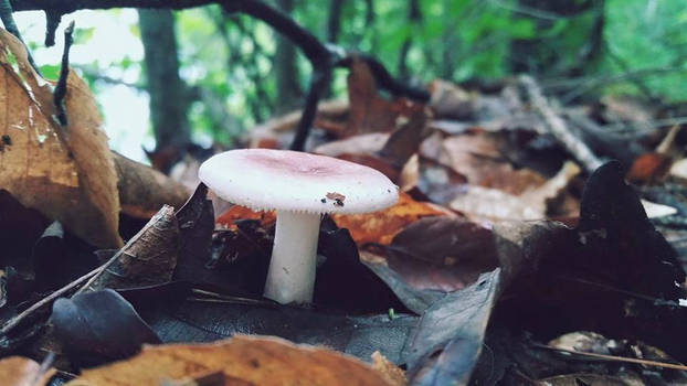 Hidden Mushroom