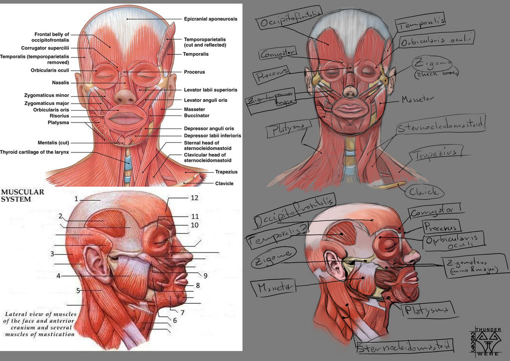 Face Muscles Visual Face Muscles Studies - front and side view by ThunderWere on DeviantArt