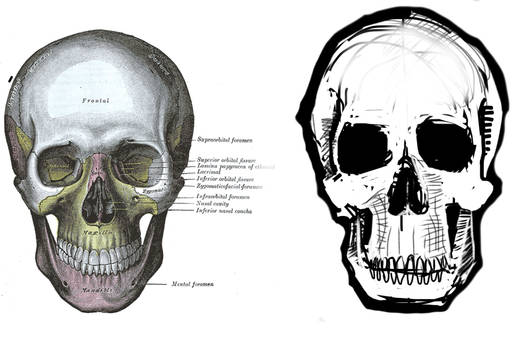 Human skull sketch