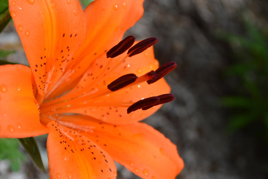 Original Orange Lilly