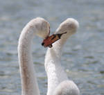 Love's in the air by 6walwal