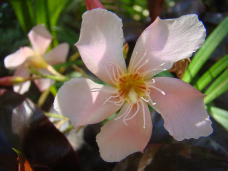 Pink Flower