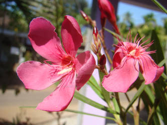 Dark Pink Flower