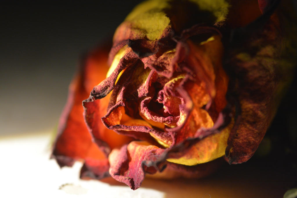 Decayed Rose by Zellfails on DeviantArt