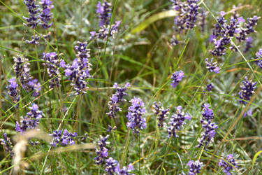 Purple flowers