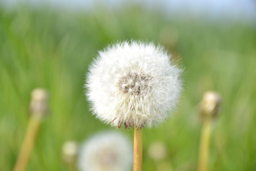 Dandelion