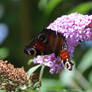 Butterfly on a flower