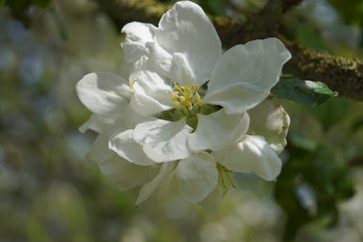 Cherry blossom