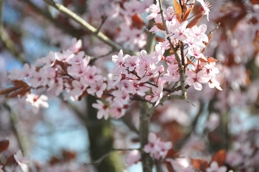 Sakura tree