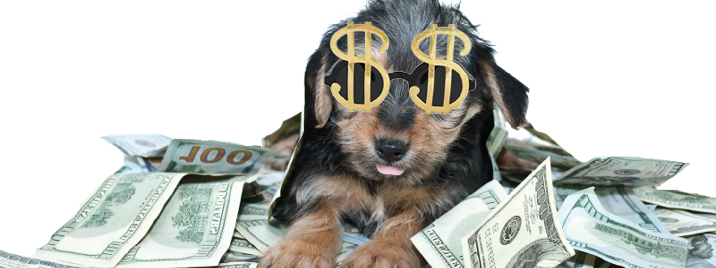Money pet. Собака с деньгами. Щенок с деньгами. Собака на фоне денег. Животное с деньгами.