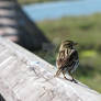 Bolsa Chica Wetlands