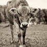 Mr. Brown can Moo... Sepia.