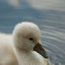 Baby Swan