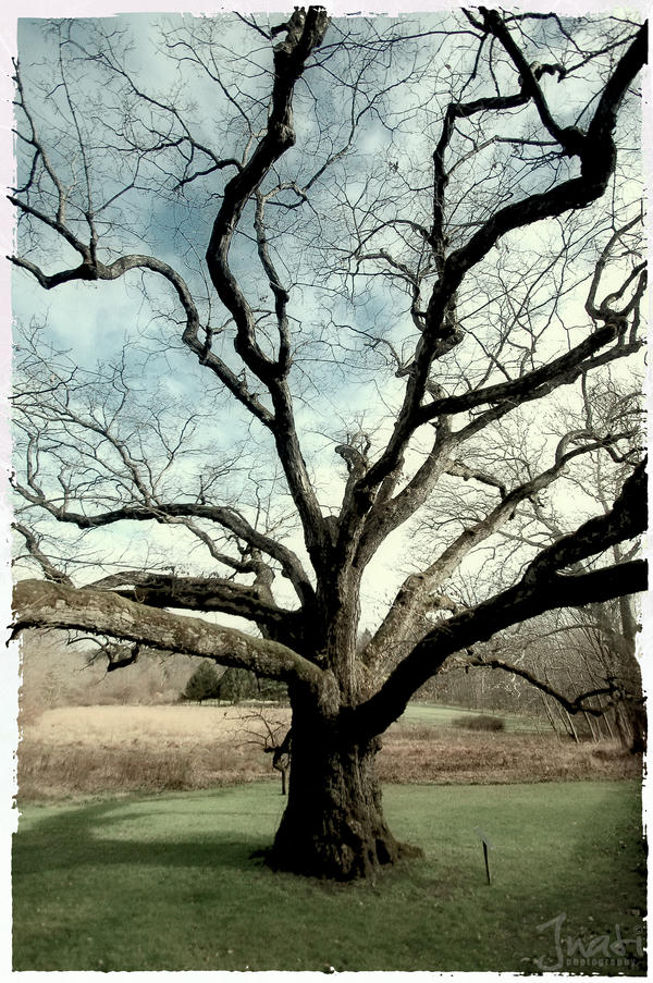 The Bedford Oak