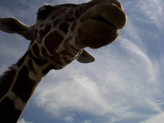 Giraffe 1