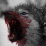 vicious wolf