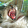 The Roaring Tabby