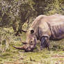Grazing White Rhino