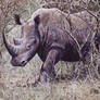 White Rhino in Bush