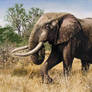 African Bush Elephant