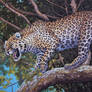 Snarling Leopard