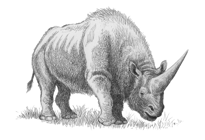 Elasmotherium