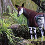 Okapi in Forest