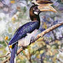 Indian Pied Hornbill