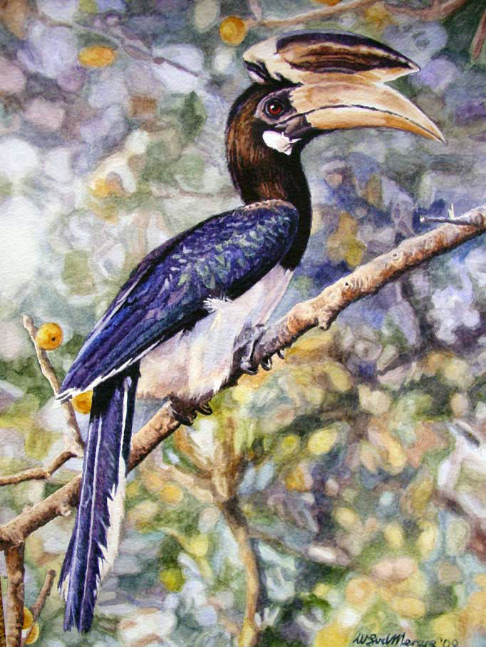 Indian Pied Hornbill