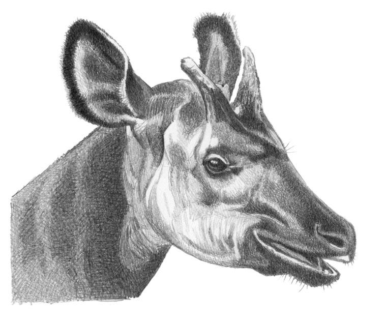 Okapi Face by WillemSvdMerwe on DeviantArt