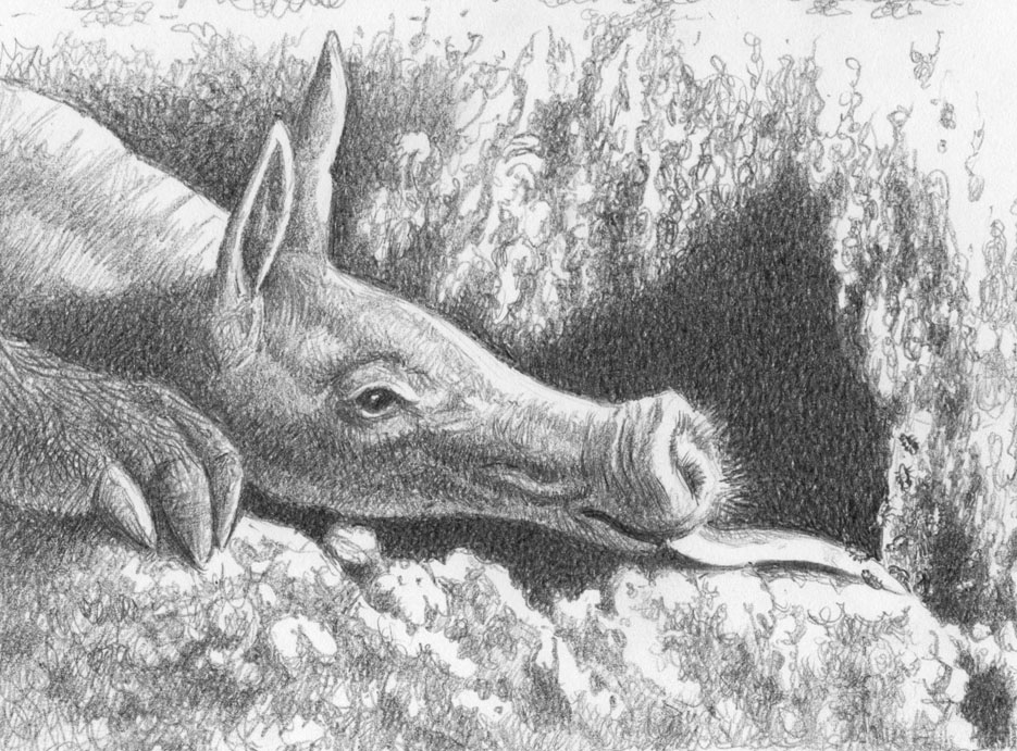 Eating Aardvark