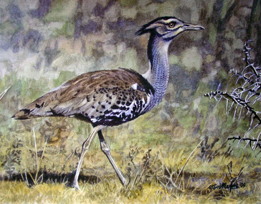 Kori Bustard 1