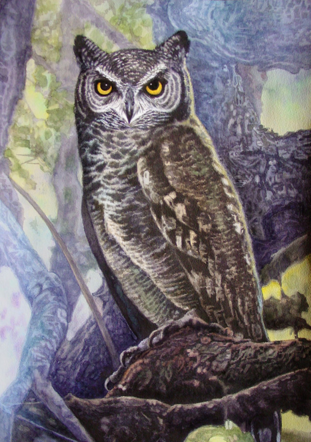 Spotted Eagle Owl 1