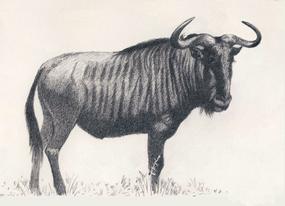 Blue Wildebeest 1 by WillemSvdMerwe on DeviantArt
