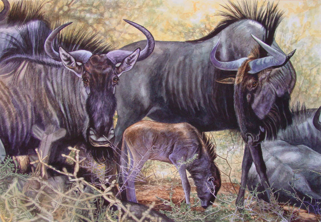 Blue Wildebeests