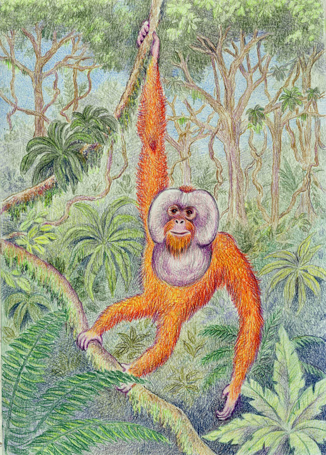 Orangutan