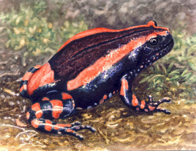 Banded Rummer Banded Rubber Frog by WillemSvdMerwe on DeviantArt