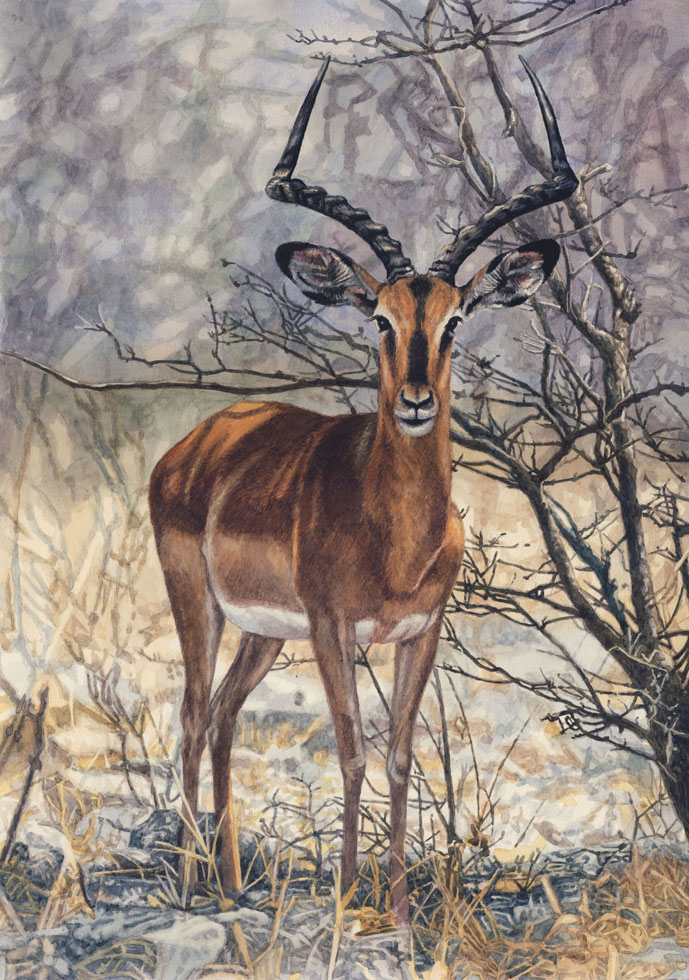 Black Faced Impala