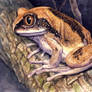 Brownbacked Tree Frog