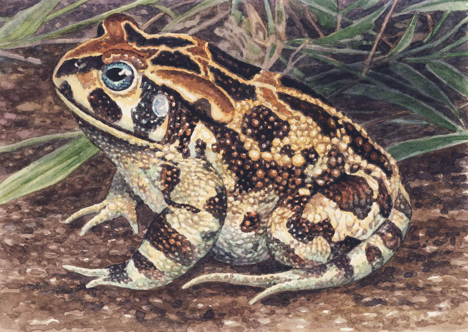 Western Leopard Toad