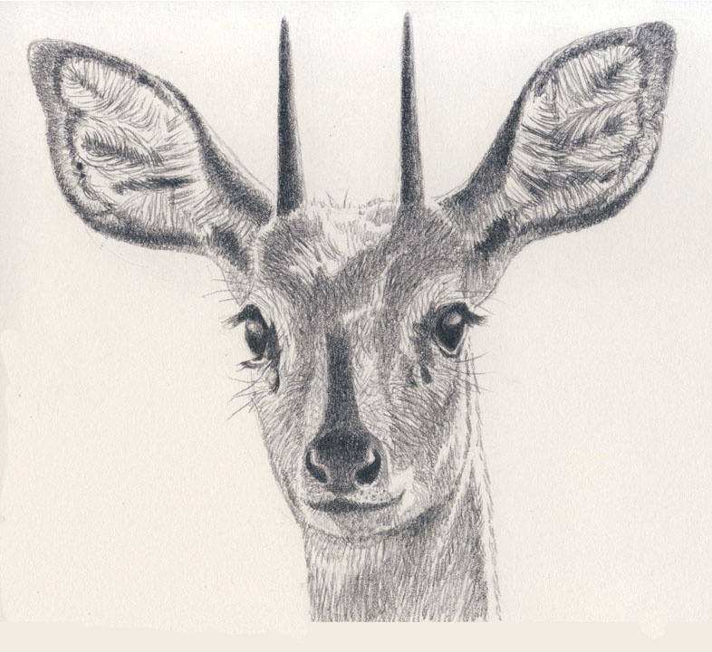 Steenbok Face