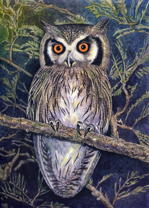 Whitefaced Owl