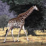 Giraffe Walking