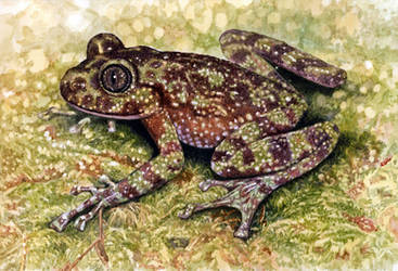 Table Mountain Ghost Frog by WillemSvdMerwe