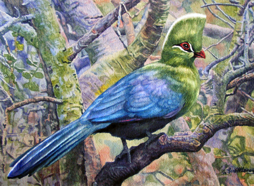 Knysna Turaco